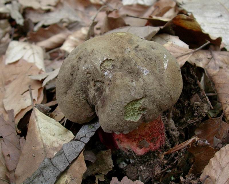 Boletus calopus