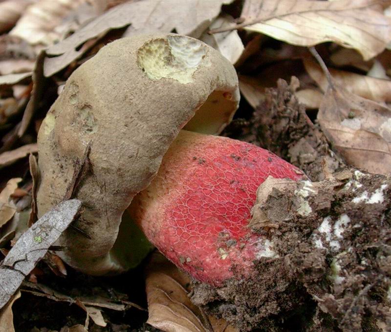 Boletus calopus