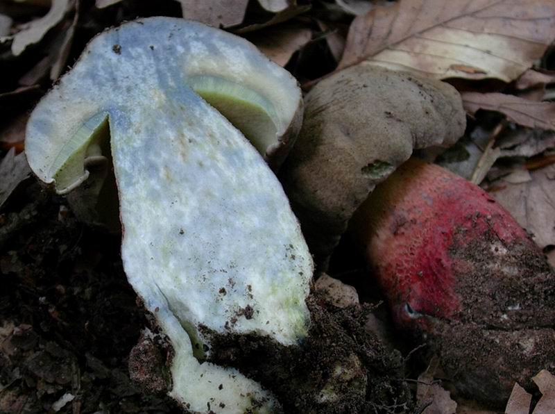 Boletus calopus