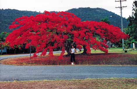 Delonix regia / Albero del Cairo