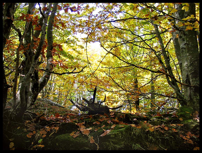 appennino reggiano