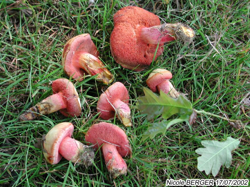 Chalciporus rubinus