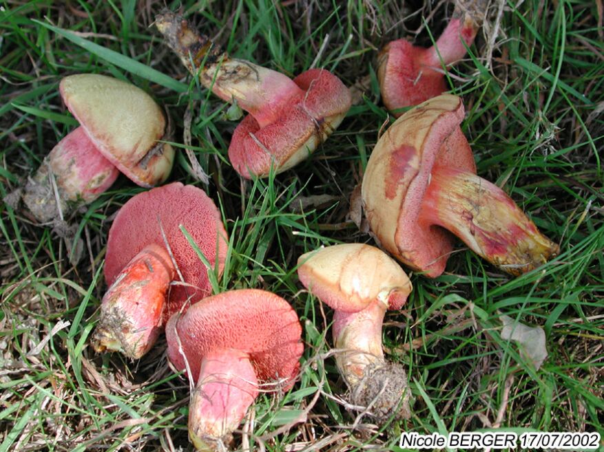 Chalciporus rubinus