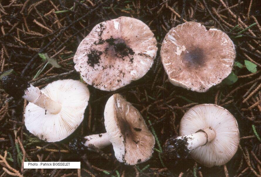 Leucoagaricus marginatus