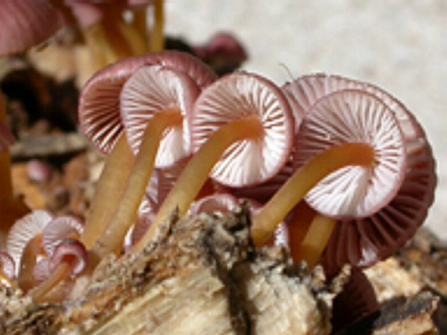 Mycena renatii