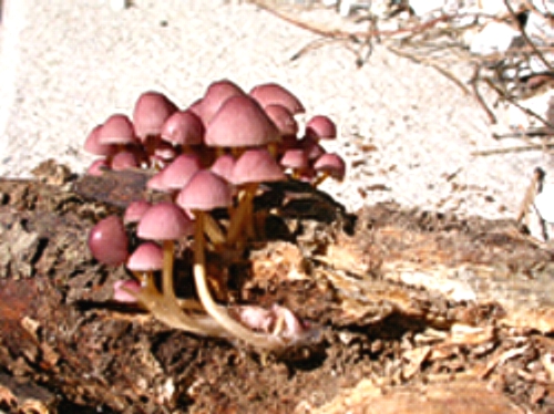 Mycena renatii