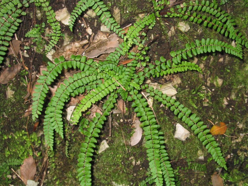 Asplenium trichomanes / Asplenio tricomane