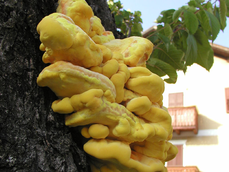 Polyporus sulphureus