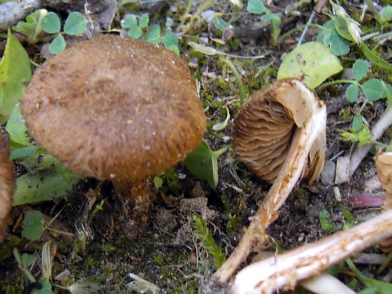 Altra Inocybe