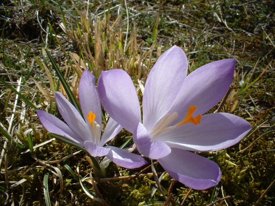 Crocus napolitanus, ranunculus marsicanus,leucanthemum ?