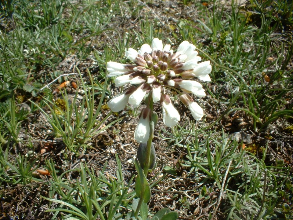 Crocus napolitanus, ranunculus marsicanus,leucanthemum ?