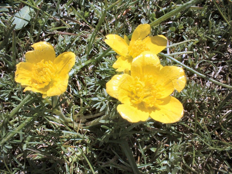 Crocus napolitanus, ranunculus marsicanus,leucanthemum ?