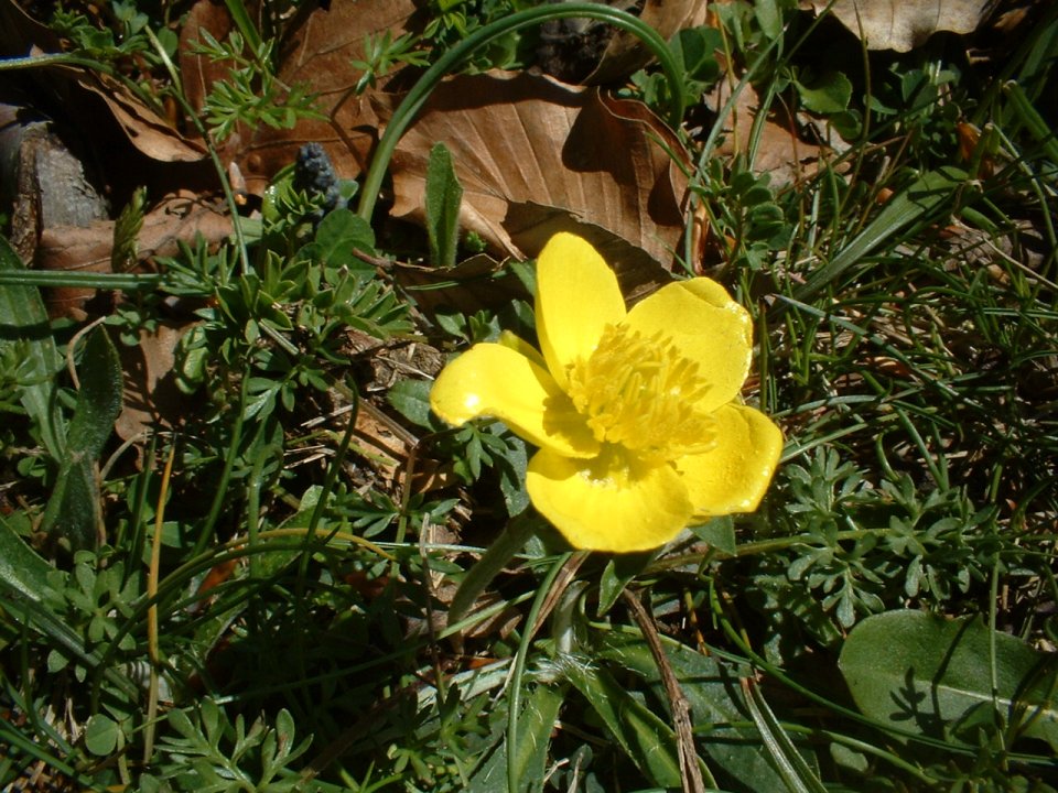 Crocus napolitanus, ranunculus marsicanus,leucanthemum ?