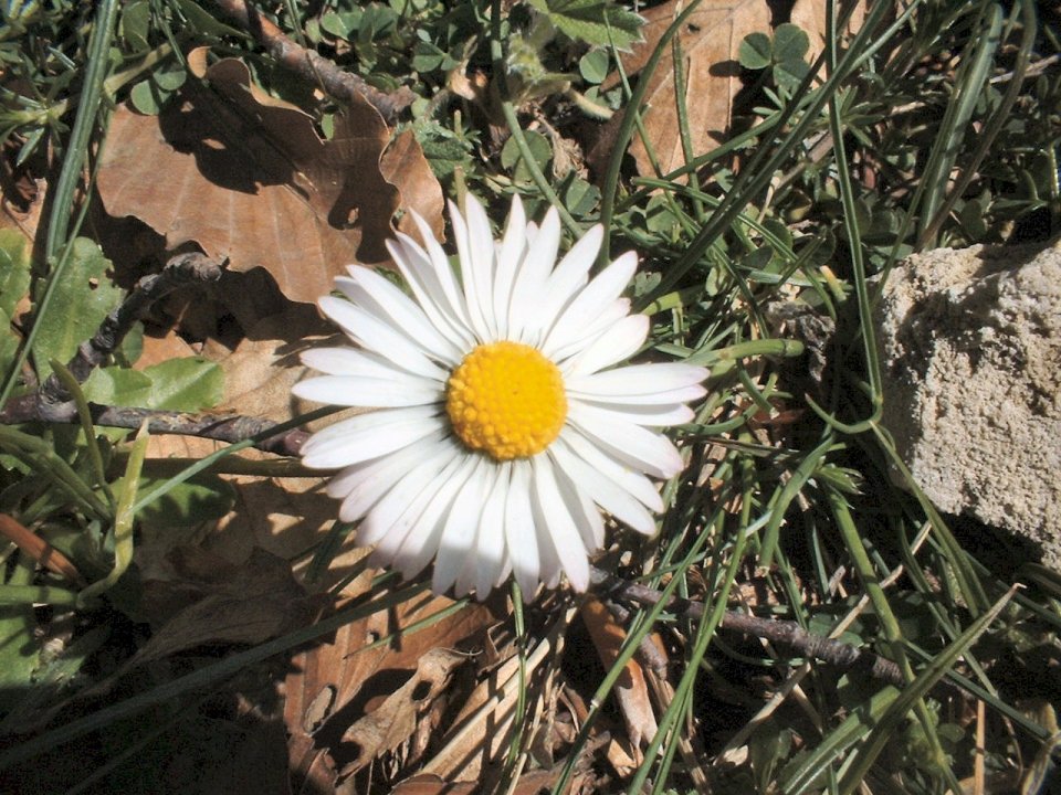 Crocus napolitanus, ranunculus marsicanus,leucanthemum ?