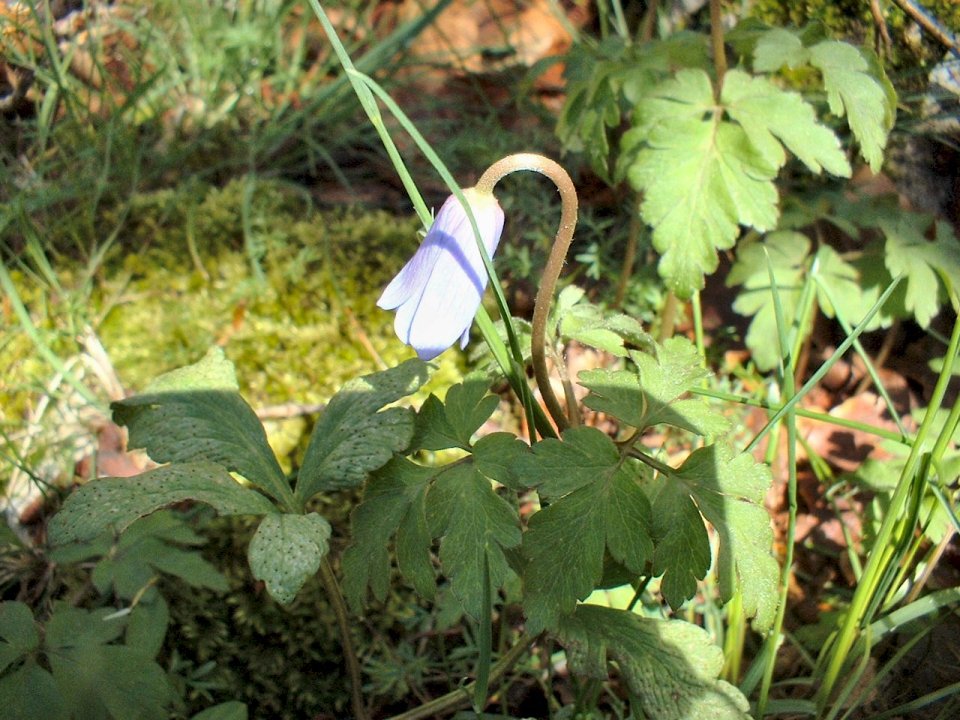 Crocus napolitanus, ranunculus marsicanus,leucanthemum ?