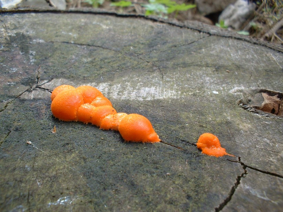 Lycogala epidendron e Geopora sumneriana