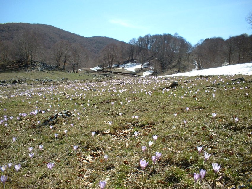 crochi, anemoni, ciclamini