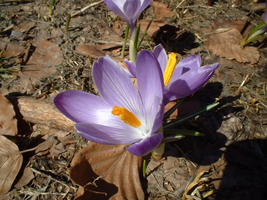 crochi, anemoni, ciclamini