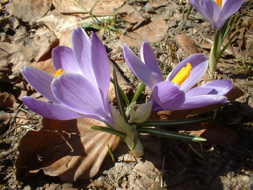 crochi, anemoni, ciclamini