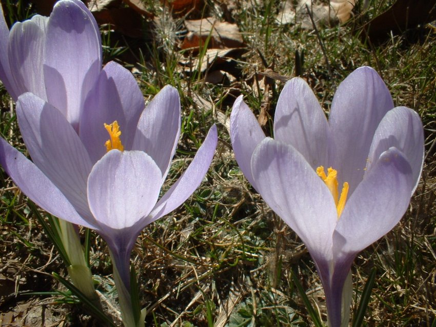 crochi, anemoni, ciclamini