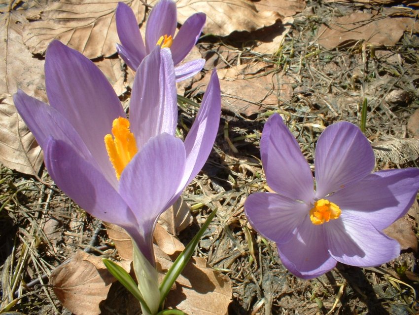 crochi, anemoni, ciclamini