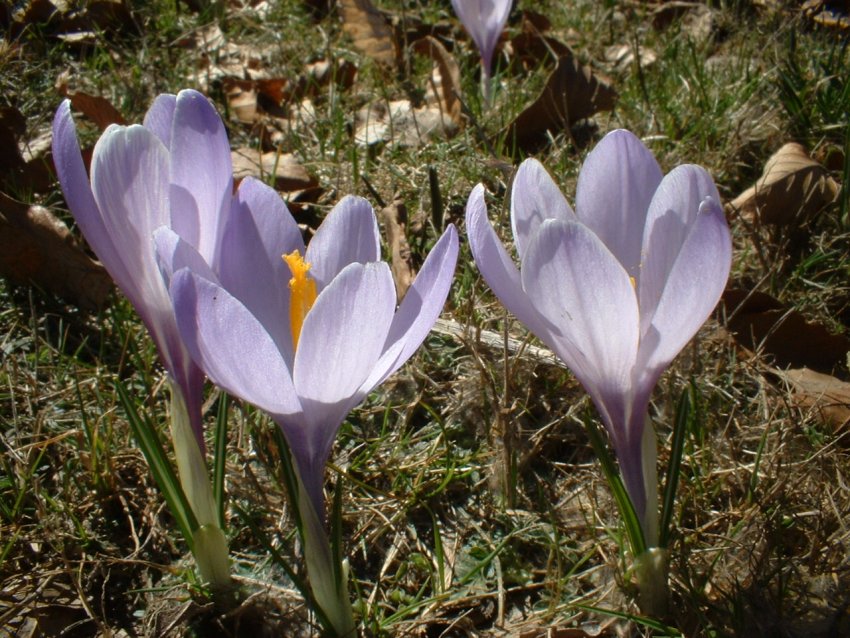 crochi, anemoni, ciclamini