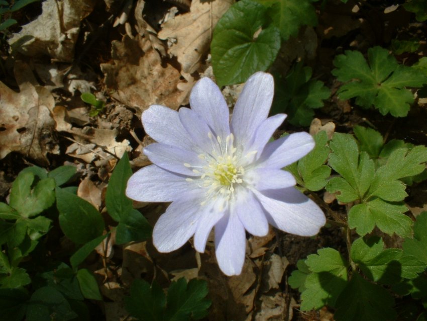 crochi, anemoni, ciclamini