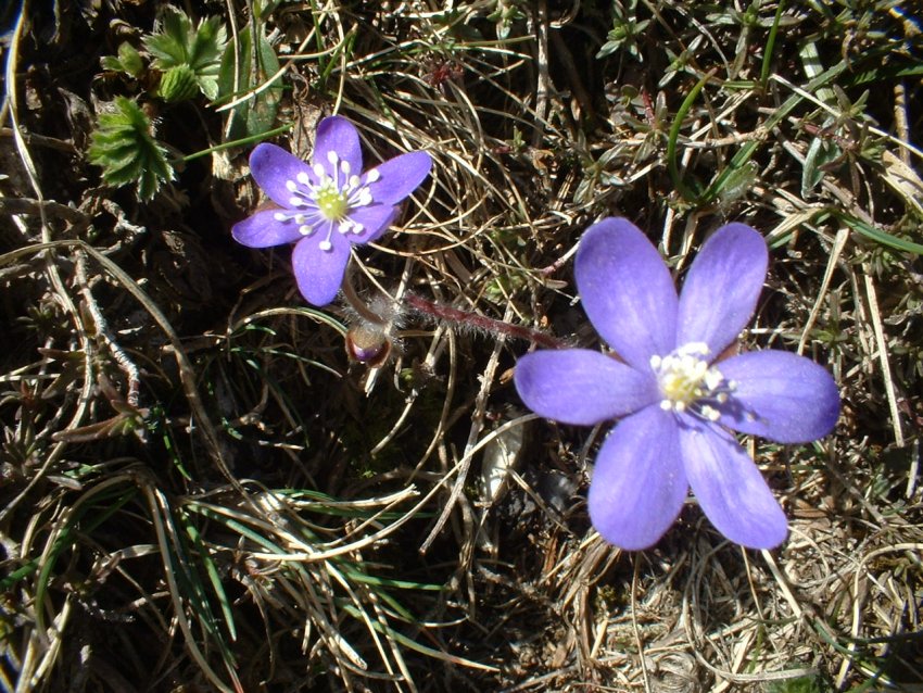 crochi, anemoni, ciclamini