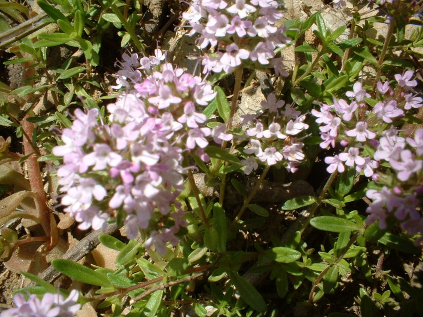 crochi, anemoni, ciclamini