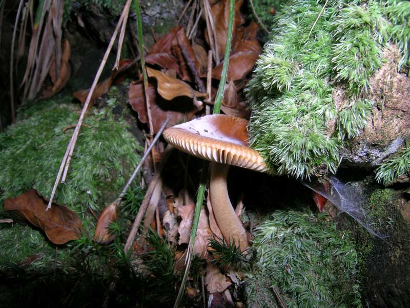 Amanita fulva (?)