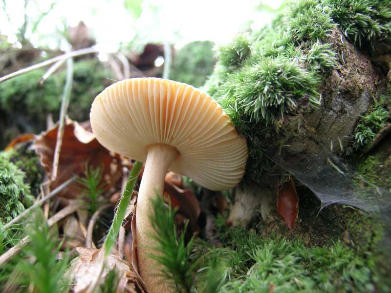 Amanita fulva (?)