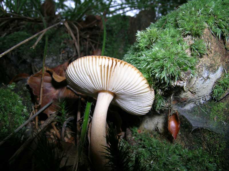 Amanita fulva (?)