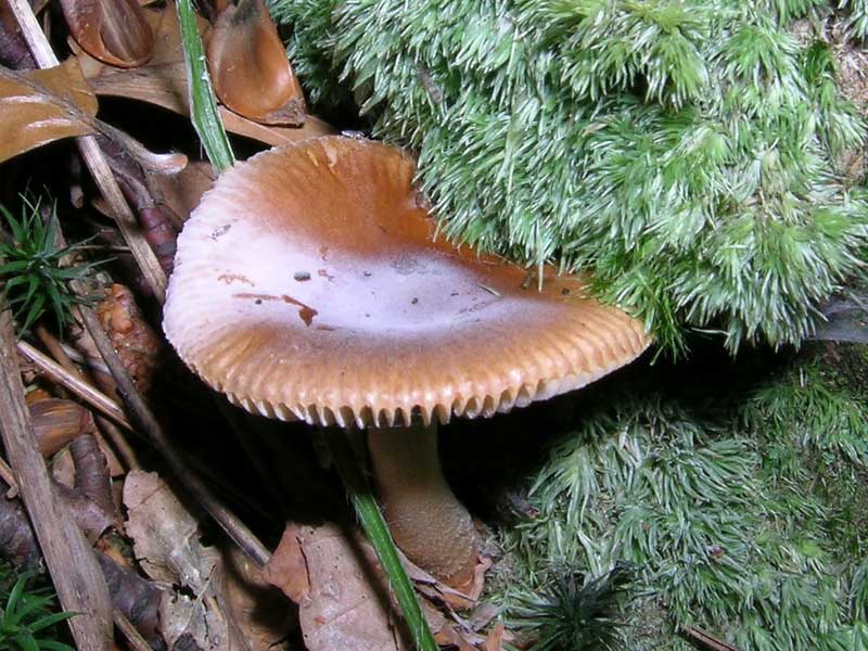 Amanita fulva (?)