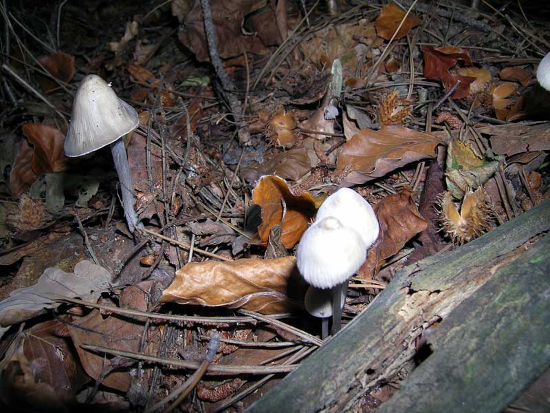 Mycena polygramma