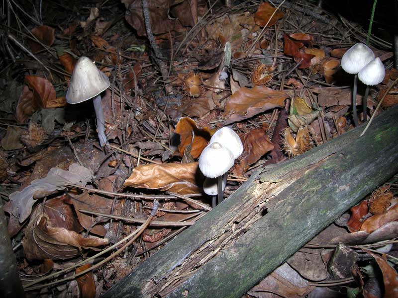 Mycena polygramma