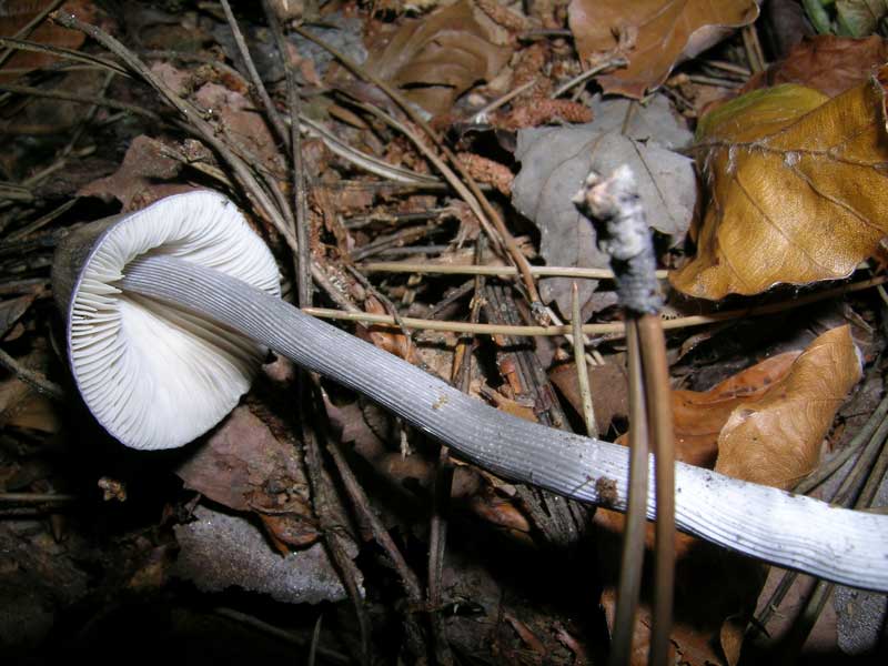 Mycena polygramma