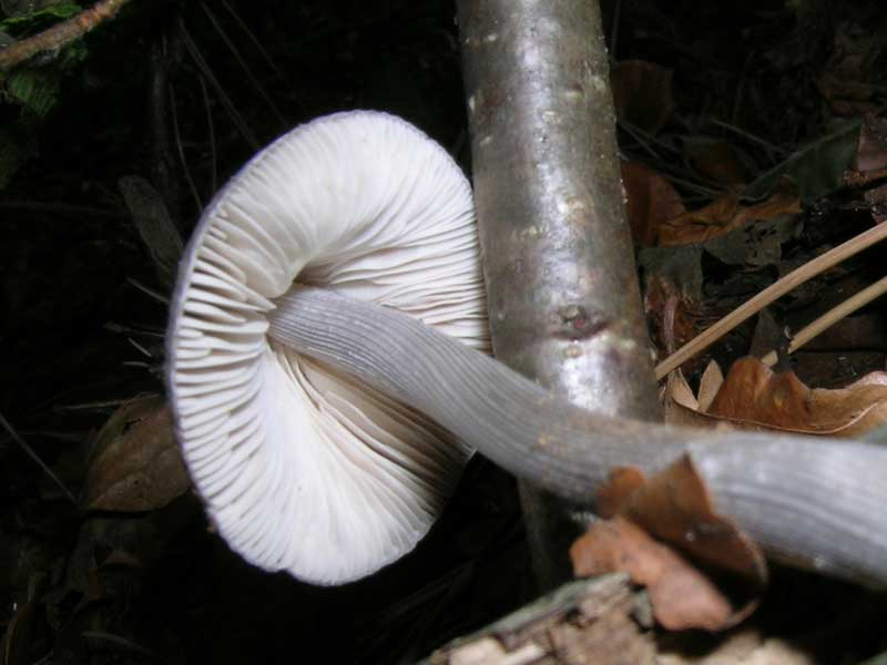 Mycena polygramma