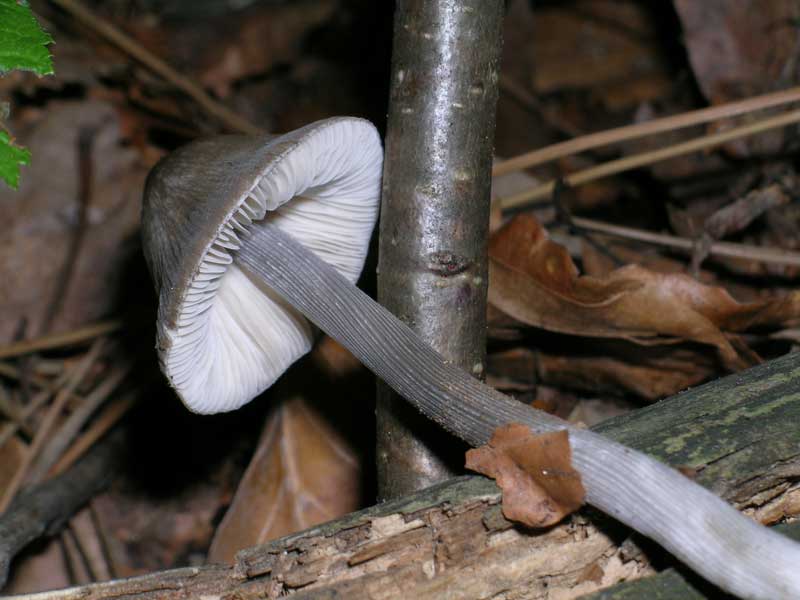 Mycena polygramma