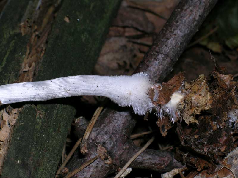 Mycena polygramma