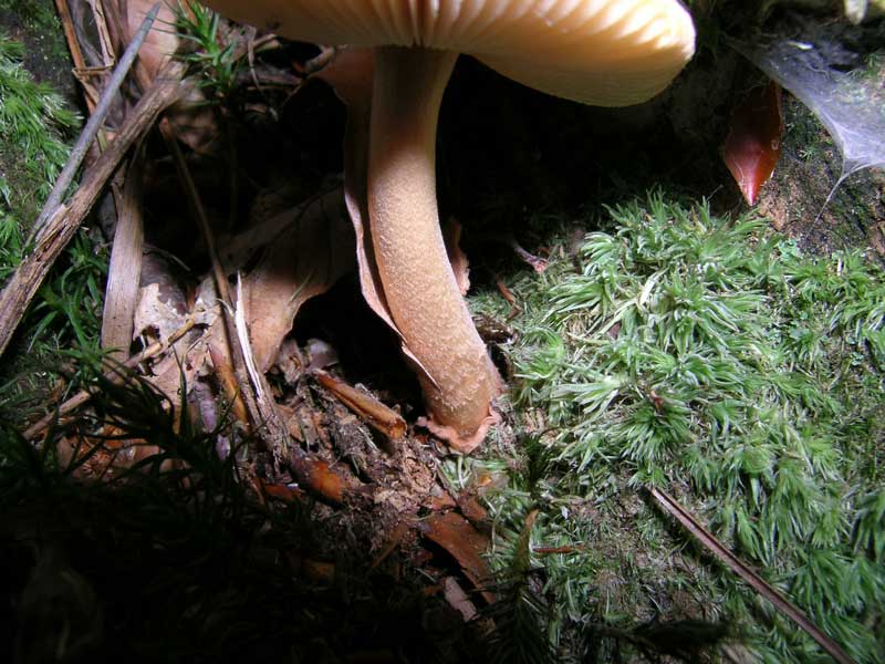 Amanita fulva (?)