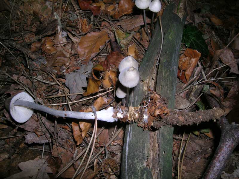 Mycena polygramma