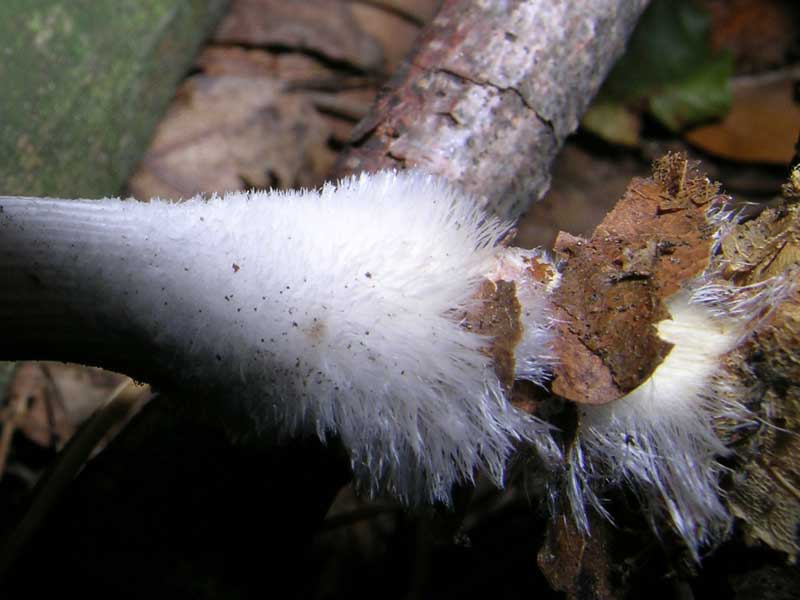 Mycena polygramma