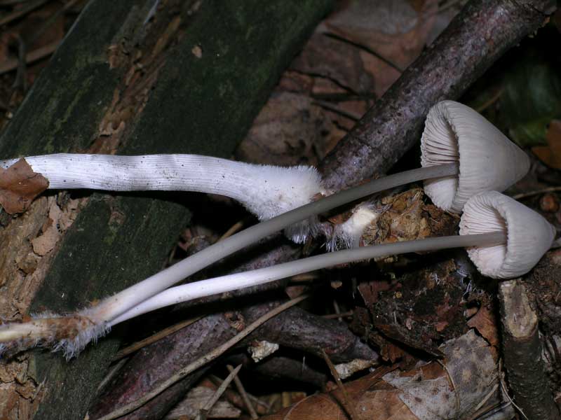 Mycena polygramma