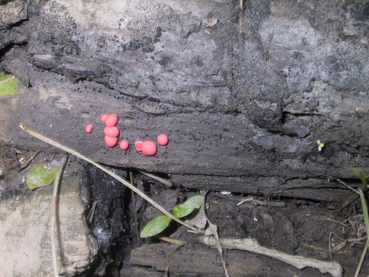 Lycogala epidendron  -  Che cos''?