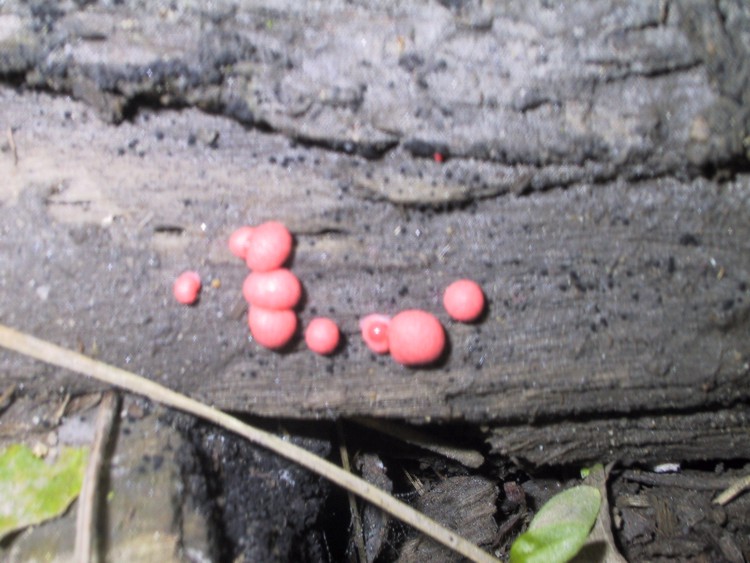 Lycogala epidendron  -  Che cos''?