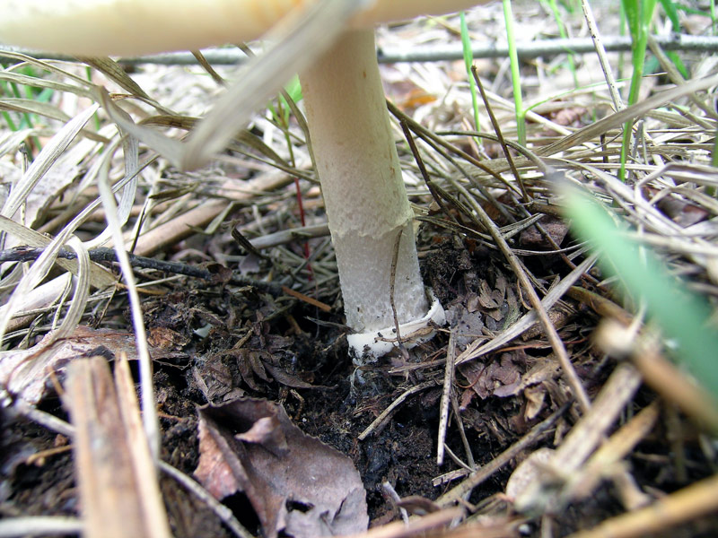 Amanita (24/05/2004)