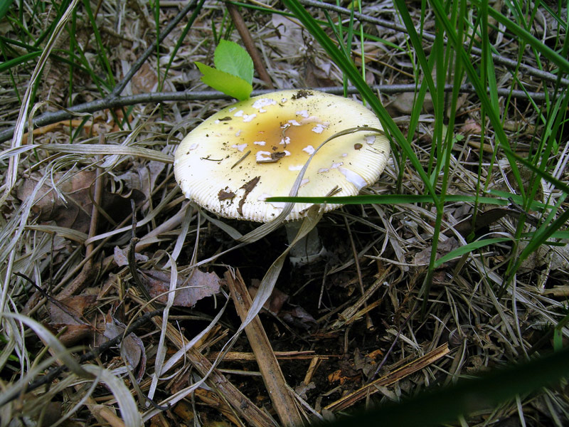 Amanita (24/05/2004)