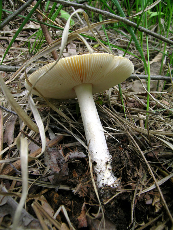 Amanita (24/05/2004)