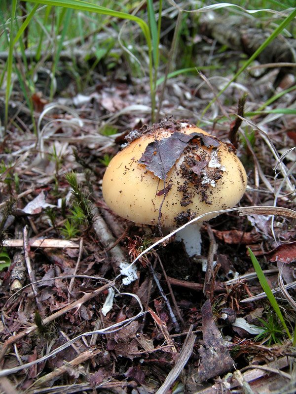 Amanita (24/05/2004)