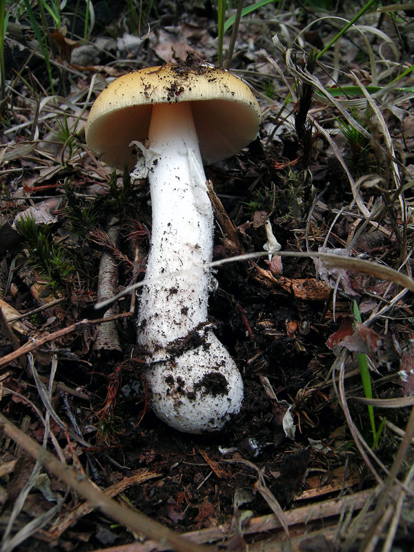 Amanita (24/05/2004)